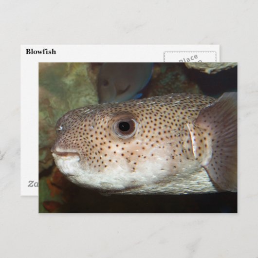 フグ ポストカード (正面/裏面)