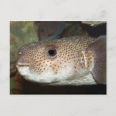 フグ ポストカード (正面)