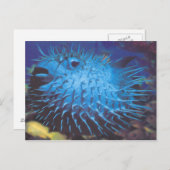 フグ ポストカード (正面/裏面)