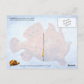 フグ ポストカード (裏面)