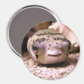 フグ マグネット (正面/裏面)