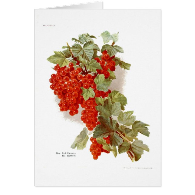 フサスグリ「Southwell (正面)