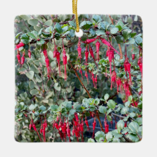 フシアフローグースベリー(Ribes speciosum) セラミックオーナメント
