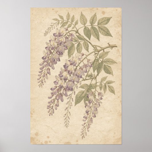 フジの植物画 ポスター (正面)