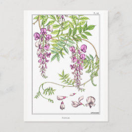 フジタリアの花 – モーリス・ピラード・ヴェルヌイユ – ポストカード
