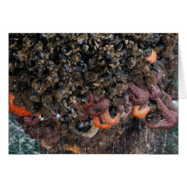 フジツボとヒトデ