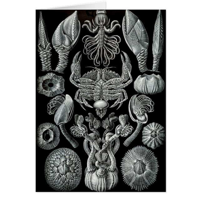 フジツボ (正面)