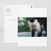 フタオ monkey.jpg ポストカード (正面/裏面)