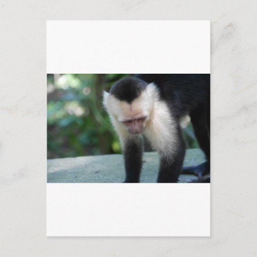フタオ monkey.jpg ポストカード (正面)