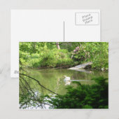 フットブリッジによるミュート白鳥(Cygnus Olor) ポストカード (正面/裏面)