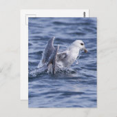 フマル北部 ポストカード (正面/裏面)