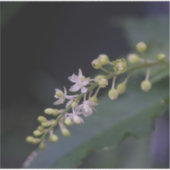 フミリス湖 シール (正面)