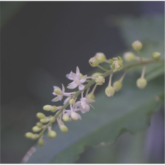 フミリス湖 シール (正面)