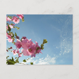 フヨウの花と夏空 ポストカード