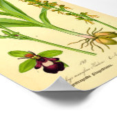 フライアキラン(Ophrys insectifera) ポスター (角)