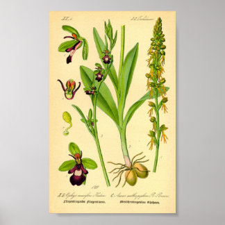 フライアキラン(Ophrys insectifera) ポスター