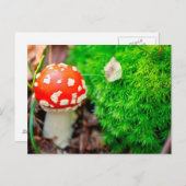 フライアンタケ ポストカード (正面/裏面)