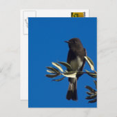 フライキャッチャー ポストカード (正面/裏面)