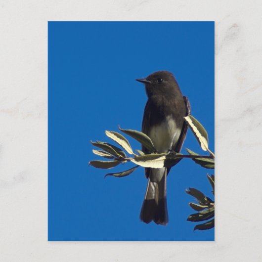 フライキャッチャー ポストカード (正面)