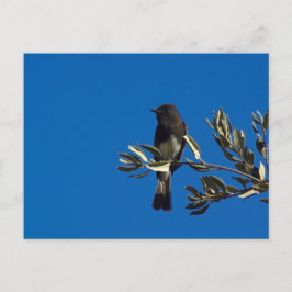 フライキャッチャー ポストカード