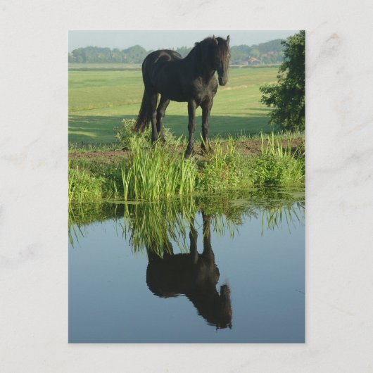 フライシア馬の水中での反射 ポストカード (正面)