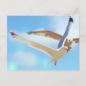 フライトはがき内のカモメ ポストカード (正面)