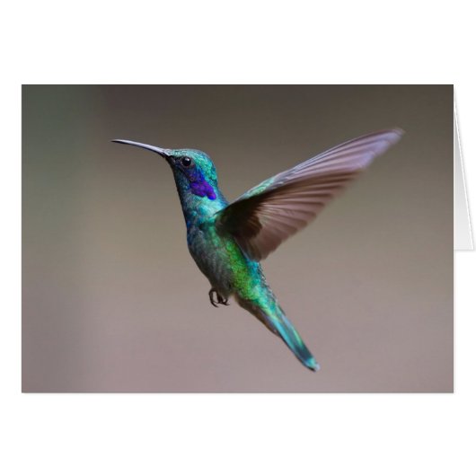 フライトノートカード内ハミングバード (正面横)