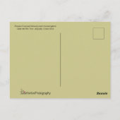 フライトポーズの木の精のハミングバード ポストカード (裏面)