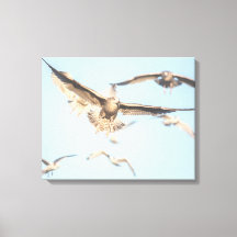 フライト中のカモメ自然写真