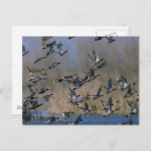 フライト中のピンテール ポストカード (正面/裏面)