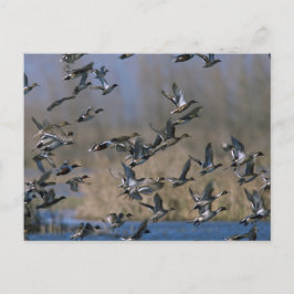 フライト中のピンテール ポストカード