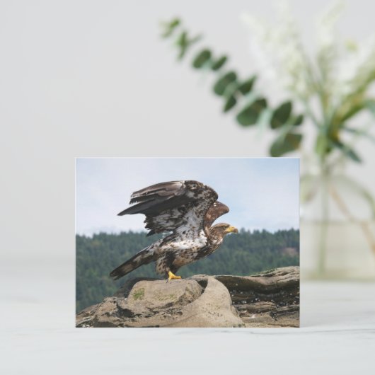 フライト用はがき用のハゲ鷲 ポストカード (スタンド正面)