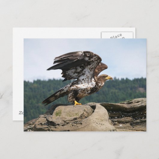 フライト用はがき用のハゲ鷲 ポストカード (正面/裏面)