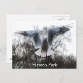 フライト葉書のカモメ ポストカード (正面/裏面)