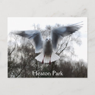 フライト葉書のカモメ ポストカード