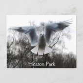 フライト葉書のカモメ ポストカード (正面)