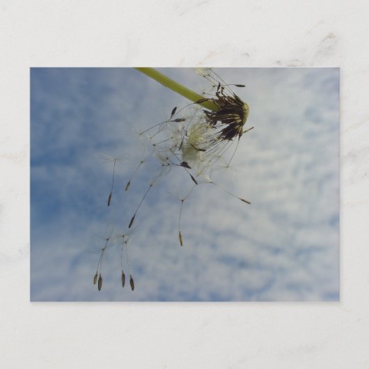 フライベビー ポストカード (正面)