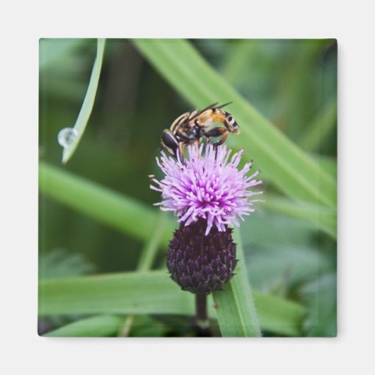 フライマグネット マグネット (正面)