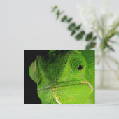 フライングネックカメレオンの肖像 ポストカード (スタンド正面)