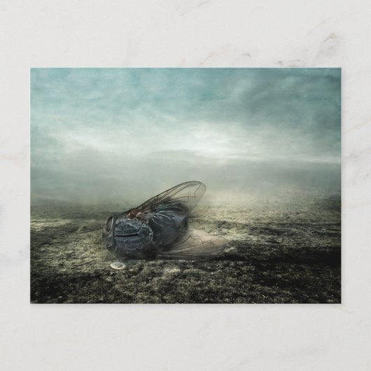 フライ2013 ポストカード (正面)