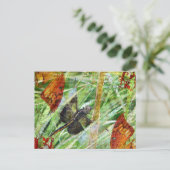 フライ・トンボ遠くにイ ポストカード (スタンド正面)