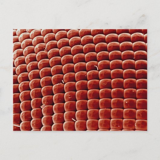 フライ – 目 ポストカード (正面)