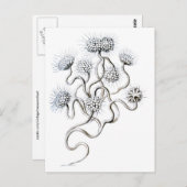 フラゲラタエルンストヘッケルファインアート ポストカード (正面/裏面)