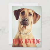 フラスナビドッグキュートおもしろい犬 |休日の写真 シーズンカード (正面)