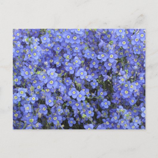 フラックスフラワーズアットロングウッドガーデンズ,ペンシルバニア州 ポストカード (正面)