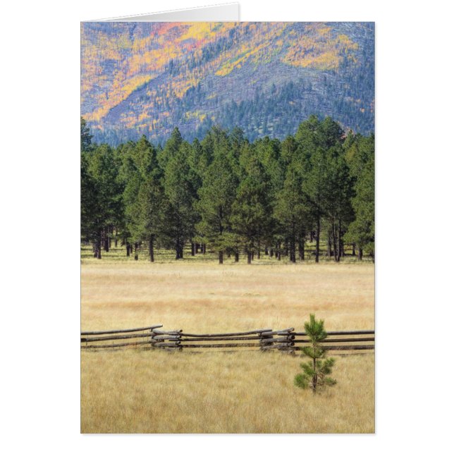 フラッグカラフルスタッフフィールド (正面)