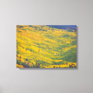 フラッグスタッフアリゾナ《植物》アスペン キャンバスプリント
