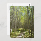 フラッグスタッフ《植物》アスペン ポストカード (正面/裏面)