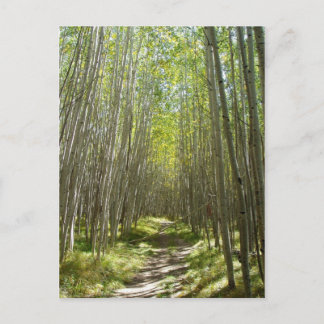 フラッグスタッフ《植物》アスペン ポストカード