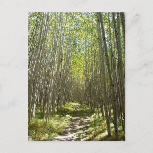 フラッグスタッフ《植物》アスペン ポストカード (正面)